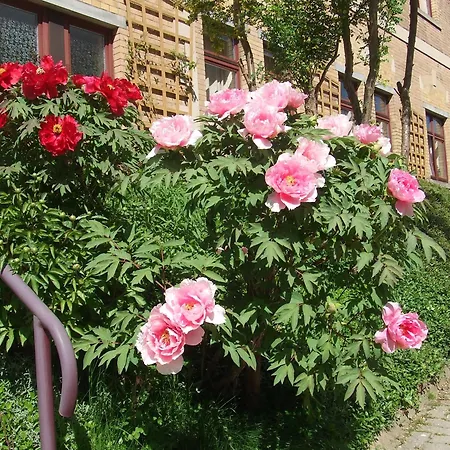 Saechsisches Gemeinschafts-diakonissenhaus Zion E. V. Aue (Saxony)